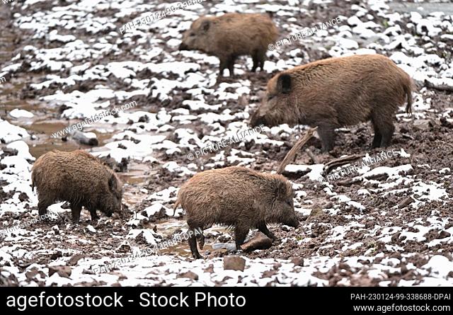 24 January 2023, Baden-Wuerttemberg, Cleebronn: Wild boars search for food in a snow-covered outdoor enclosure in the Tripsdrill wildlife paradise