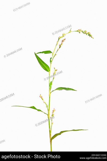 Milder Knöterich (Persicaria dubia)
