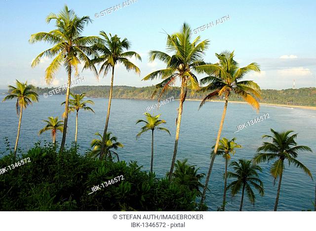 Coconut palms over a bay, Talalla near Dondra, Indian Ocean, Ceylon, Sri Lanka, South Asia, Asia