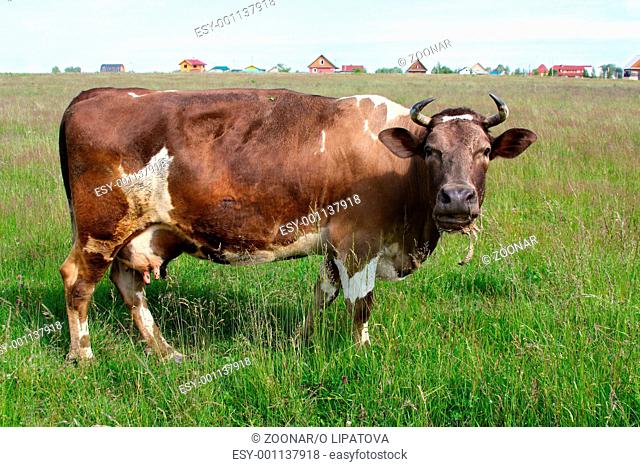 Grazing cow at the meadow