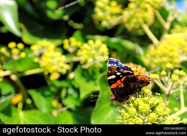 Red Admiral butterfly. Vanessa atalanta sitting on a blooming ivy