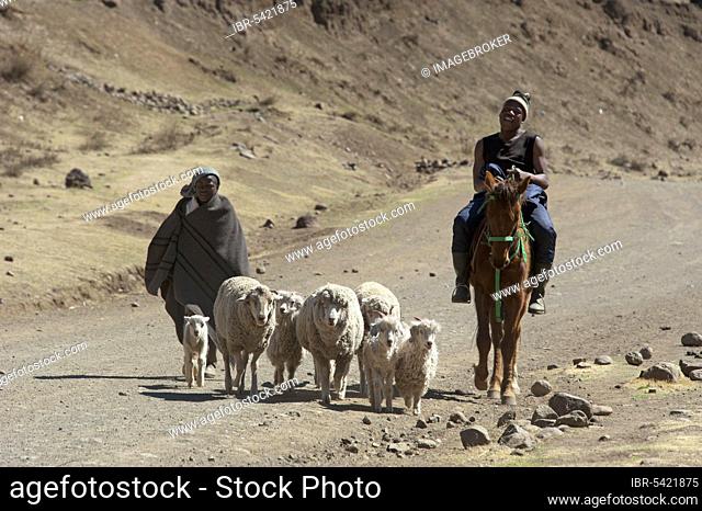 Shepherds, Sotho, Basotho, Mokhotlong district, A14, Lesotho, Shepherds, Africa