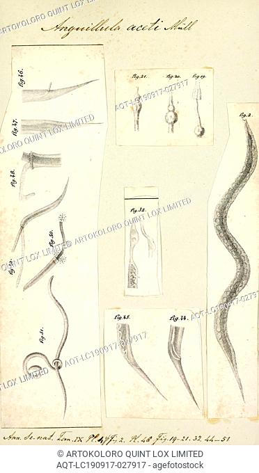 Anguillula aceti, Print, The free-living nematode Panagrellus redivivus (common names include vinegar eel, vinegar eelworm, vinegar nematode, paste worm