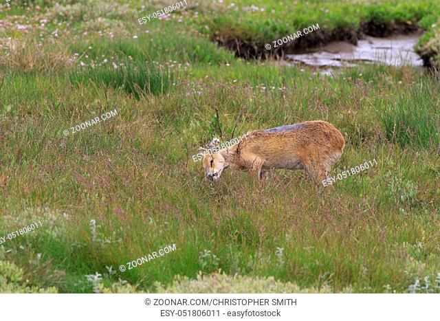 chinese water deer (Hydropotes inermis) in the UK