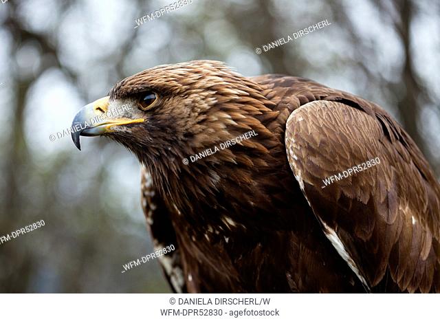 Golden Eagle, Aquila chrysaetos chrysaetos, Bavaria, Germany