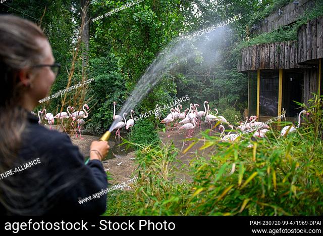 20 July 2023, Saxony-Anhalt, Magdeburg: Luise Swaczyna, animal keeper at Magdeburg Zoo, waters the flamingo enclosure so that the ground on which the animals...