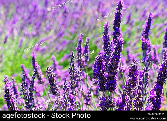 Lavendelfeld - lavender field 52