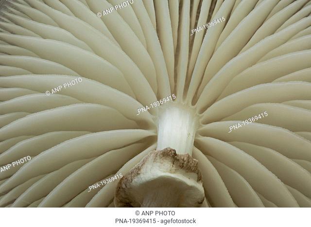 Porcelain fungus Oudemansiella mucida - Hoog Buurloo, Veluwe, Gelderland, Guelders, The Netherlands, Holland, Europe