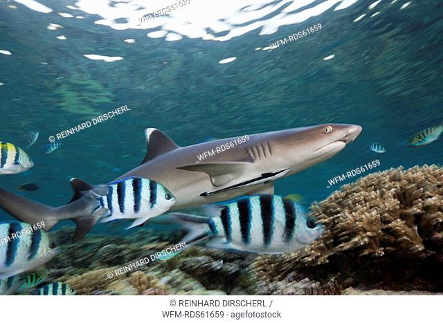 Whitetip Reef Shark, Triaenodon obesus, Beqa Lagoon, Viti Levu, Fiji
