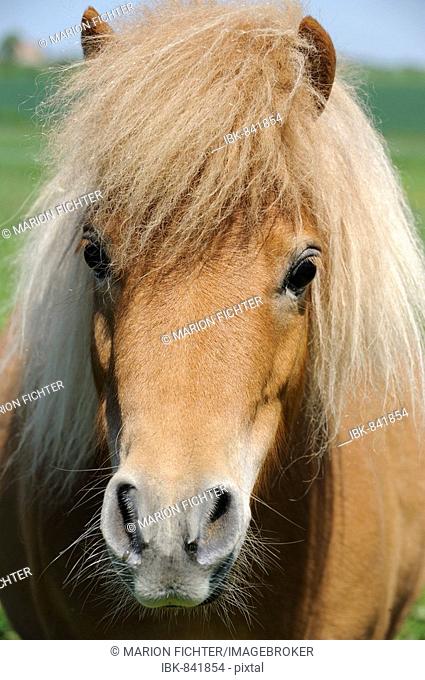 Portrait of a Mini Shetland Pony (Equus caballus)