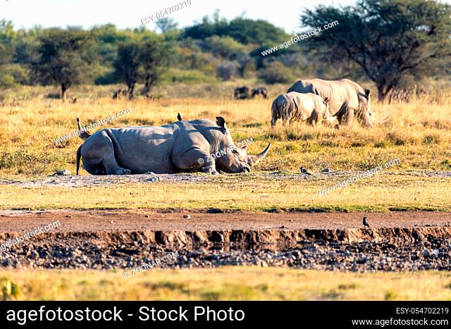 resting male of white rhinoceros Khama Rhino Sanctuary reservation, endangered species of rhino, Botswana wildlife, Wild animal in the nature habitat