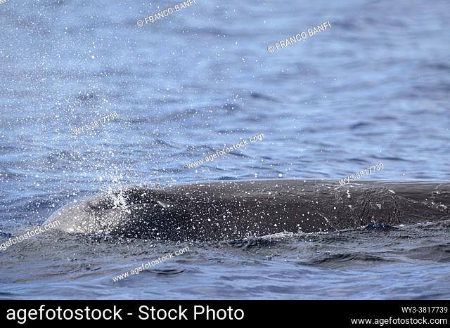 Blowhole of a surfacing sperm whale, Physeter macrocephalus, Vulnerable (IUCN), Dominica, Caribbean Sea, Atlantic Ocean