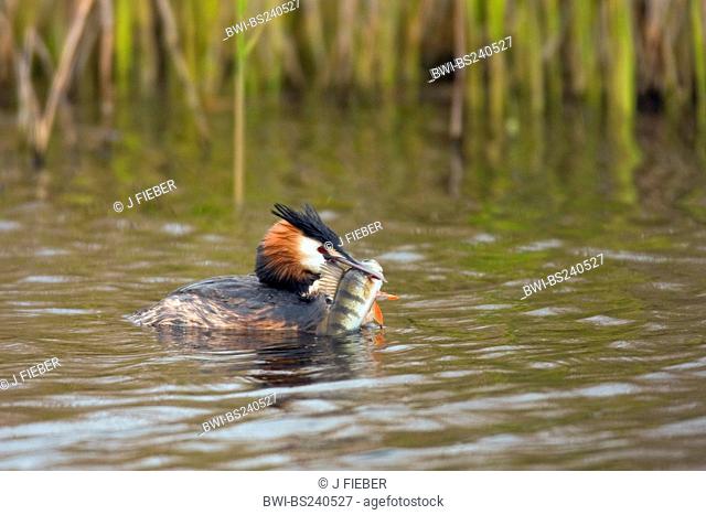 great crested grebe Podiceps cristatus, on a lake with a fish, Perca fluviatilis, in its beak, Netherlands, Texel