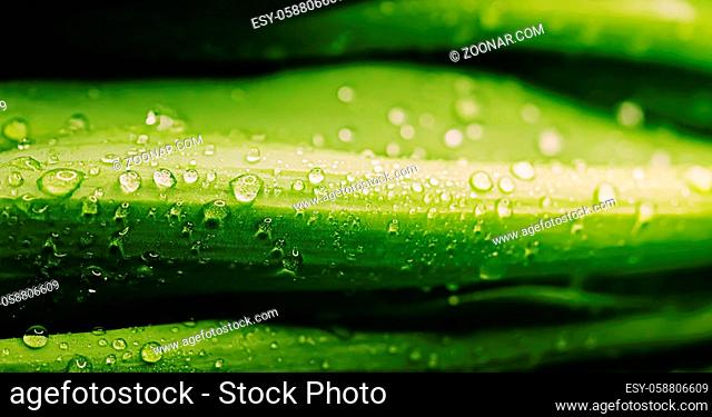 Green leaves with water drops as environmental background, nature closeup