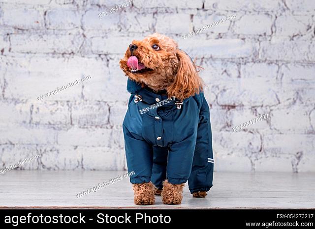 Small funny dog of brown color with curly hair of toy poodle breed posing in clothes for dogs. Subject accessories and fashionable outfits for pets