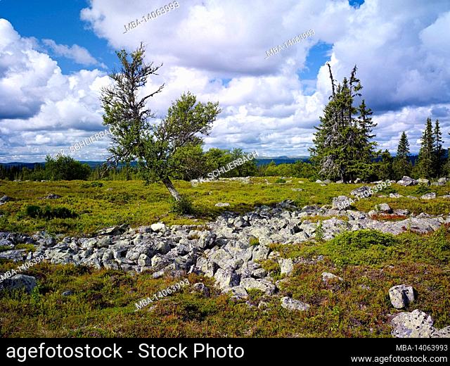 europe, sweden, jämtland province, härjedalen, plateau with lichen-covered stones in the sanfjellet national park