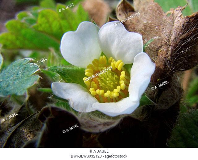 barren strawberry Potentilla sterilis, flower