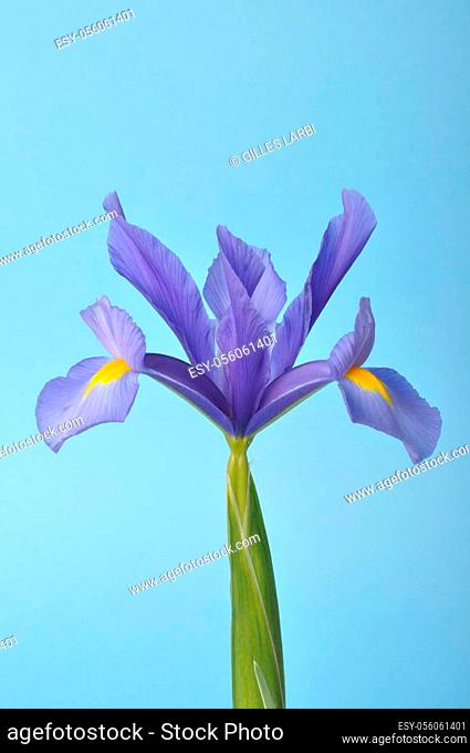 leaf iris in sword on a blue background