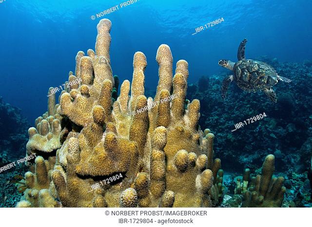 Pillar Coral (Dendrogyra cylindrus) with a Hawksbill Sea Turtle (Caretta caretta), Saint Lucia, Windward Islands, Lesser Antilles, Caribbean Sea