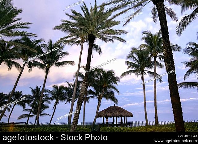 Palm trees in cool blue sky after sunset - Lauderdale-by-the-Sea, Florida, USA