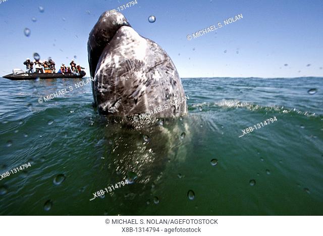 California gray whale Eschrichtius robustus calf with excited whale watchers in San Ignacio Lagoon on the Pacific side of the Baja Peninsula