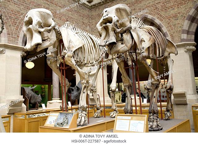 Elephant Skeletons exhibit. Oxford University. Museum of Natural History. Oxford. England