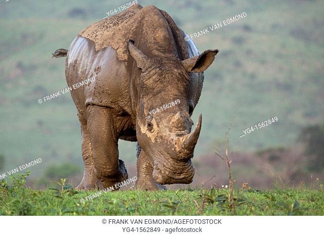 White Rhinoceros Charge Ceratotherium simum Hluhluwe-Imfolozi Game Reserve, Kwazulu-Natal, South Africa