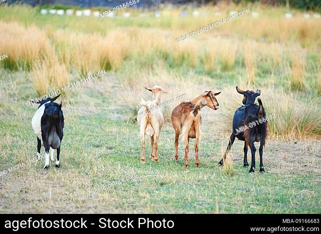 Domestic goat, Capra aegagrus hircus, head-on, go, meadow, Crete, Greece