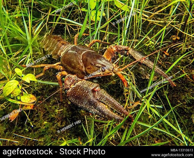 Crayfish or European crayfish, Astacus astacus