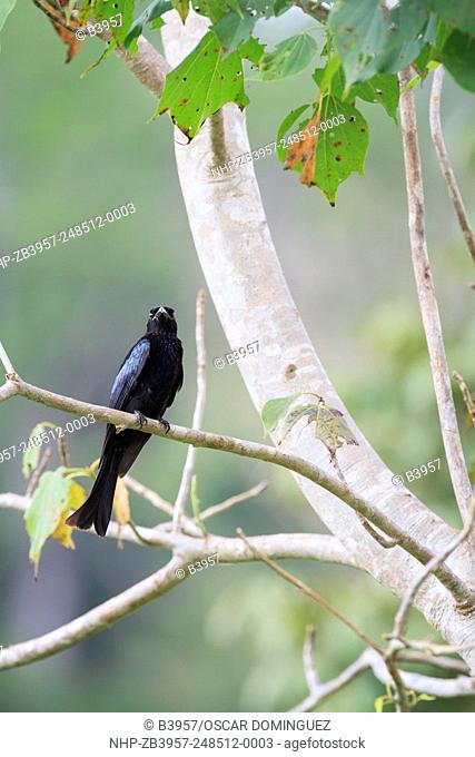 Hair-crested Drongo (Dicrurus hottentottus) perched on branch. Kui Buri National Park. Thailand
