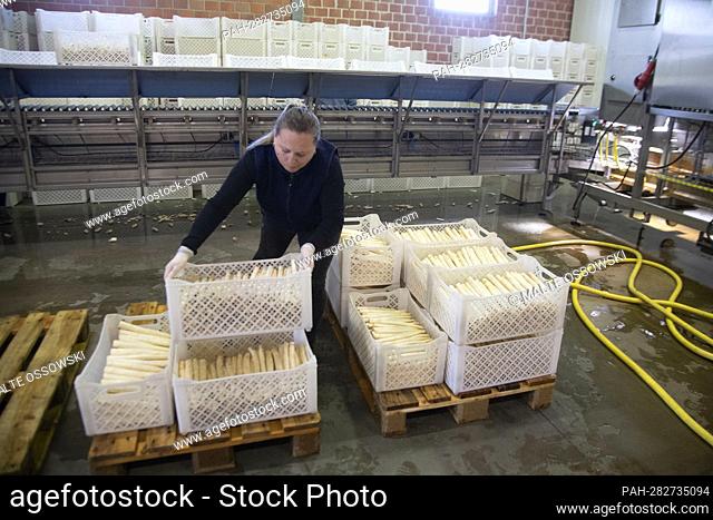 A harvest worker carries a box of asparagus, Prime Minister Henrik WUEST visits the potato and asparagus farm Meyer in Willich, April 11th, 2022