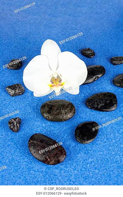 Black spa stones and white orchid flowers over blue background