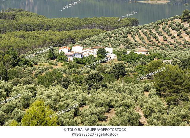 Olive grove and Tranco reservoir, Hornos, parque natural sierras de Cazorla, Segura y Las Villas, Jaen, Andalucia, Spain