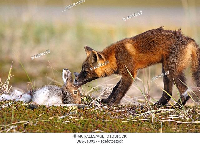 Red Fox (Vulpes vulpes), young during dark phase devouring snowshoe hare. Seward Peninsula, Alaska, USA