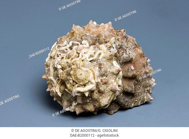 Chestnut Turban shell (Astraea rugosa or Bolma rugosa), Trochoidea.  Private Collection