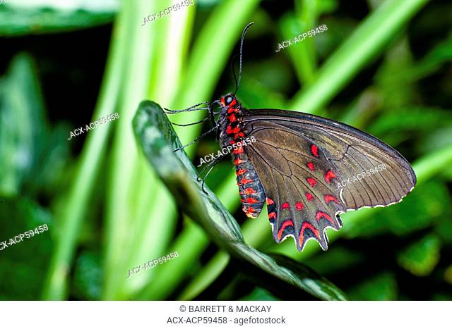 Pink-spotted Cattleheart Butterfly, Parides photinus, ventral view, NE & NW Mexico to Costa Rica