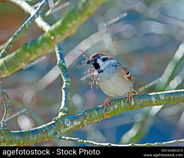 Closeup of an eurasian tree sparrow collecting material for its nest