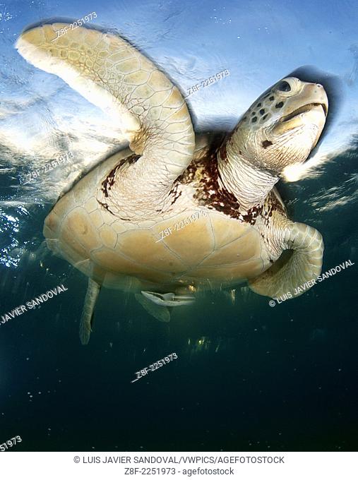 Green sea turtle, Chelonia mydas, swimming to the surface to take a breath in Akumal bay, Mexico