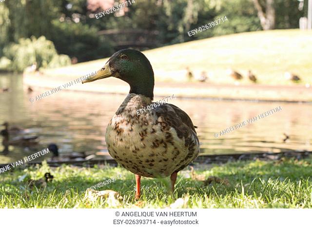 Wild duck, close-up
