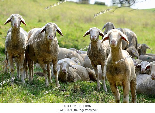 domestic sheep (Ovis ammon f. aries), herd of sheep on pasture, Germany, Bavaria