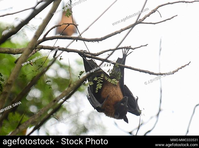 Bats are hanging upside down on a tree at Bat View Point. This is area setup by the Tripura State Forest Department for ecology conservation