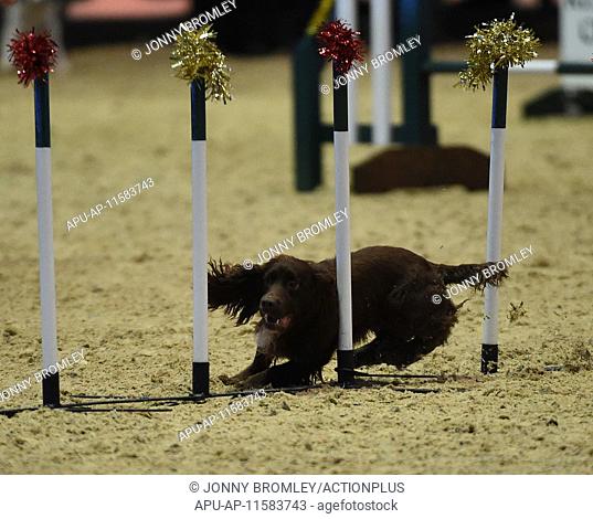2014 Olympia London Horse Show Day 3 Dec 18th. 18.12.2014. London, England. Olympia London Horse Show. Kennel Club medium dog jumping Grand Prix
