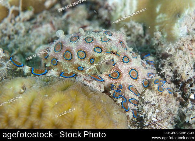 Greater Blue-ringed Octopus, Hapalochlaena lunulata, Moving along the bottom, Kapalai, Sabah, Borneo, Malaysia