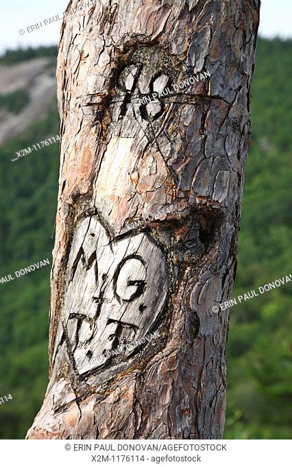 Initials carved in tree at Cathedral Ledge State Park in Bartlett, New Hampshire