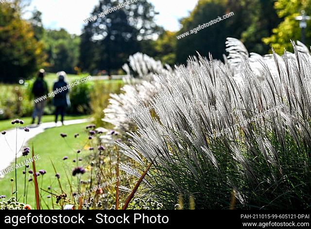 13 October 2021, Berlin: Walkers pass grasses in the Britzer Garten. Over 7000 dahlias are currently blooming here in 270 varieties under the motto ""Dahlia...