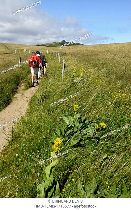 France, Haut Rhin, Hautes Vosges, near Le Hohneck, hikers on a trail, yellow gentian (Gentiana lutea)