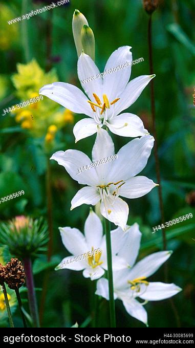 St. Bruno's Lily, Paradisea liliastrum, Liliaceae, inflorescence, blossoms, flower, plant, Alp Dötra, Canton of Ticino, Switzerland