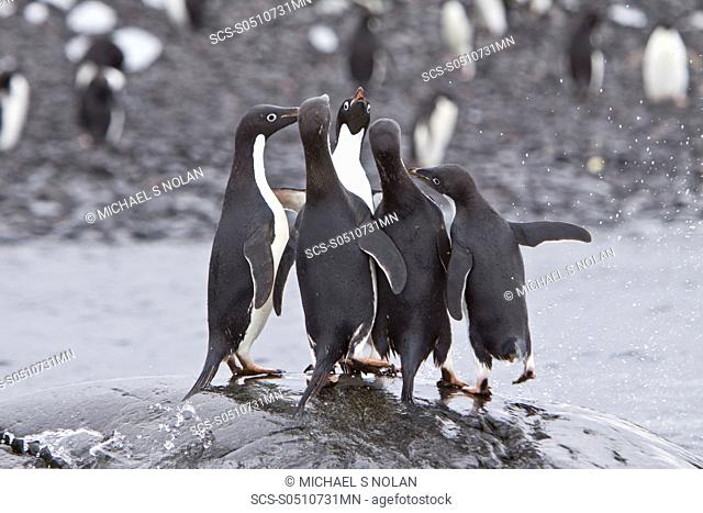 Adelie penguin Pygoscelis adeliae near the Antarctic Peninsula, Antarctica The Ad»lie Penguin is a type of penguin common along the entire Antarctic coast and...