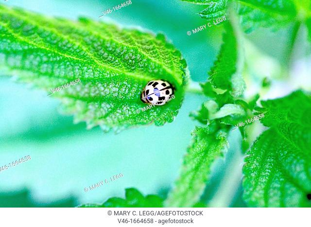 Fourteen-spotted Lady Beetle, Propylea quatuordecimpunctata  Small yellow and black ladybird with fourteen spots  Sometimes the spots on back are fused into an...
