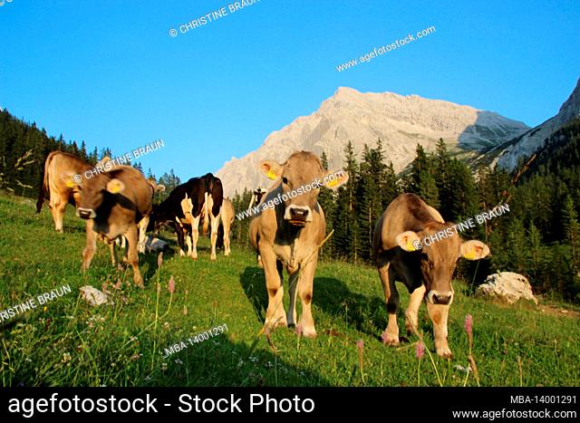 lafatscher-niederleger, cow, young cow, breed, tyrolean braunvieh, in front of the speckkarspitze, hike, alpine pasture, sunset, austria, tyrol, alpine meadow